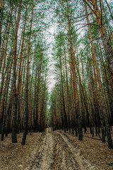 Autumn pine forest and blue sky