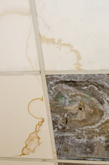 ceiling plasterboard mold spots inside home