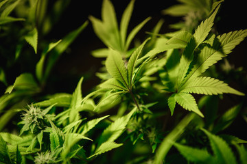 The leaves of hemp closeup. Growing marijuana under artificial light lamp