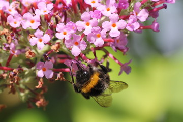 hummel