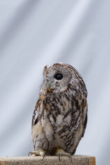 An owl sitting on a perch on a white background