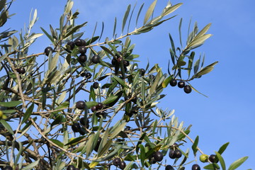 Olives on the branch in Tuscany before harvesting. Italy.