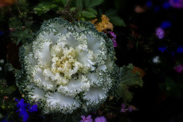 Decorative white green cabbage flower. Beautiful tasty fresh farm vegetable, edible garden...