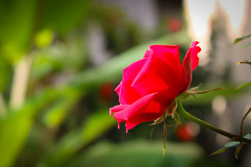 A Close up Red rose flower