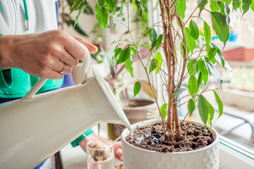 woman's hands watering plants in home. Making homework. Domestic life concept