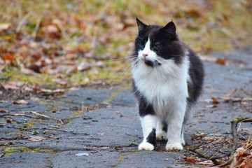 Naklejka na ściany i meble Black and white kitten is walking along a path.