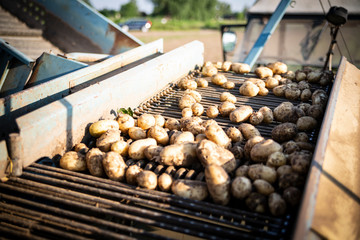 Freshly harvested potatoes on conveyor. Farm machinery during digging potatoes on a sunny day. A...