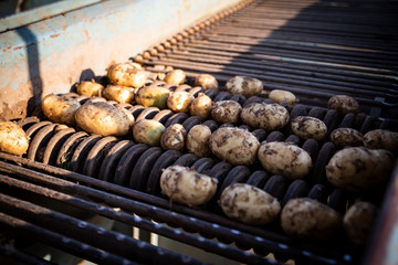 Farm machinery during loading freshly harvested potatoes into a agricultural trailer. Digging potatoes on a sunny day.