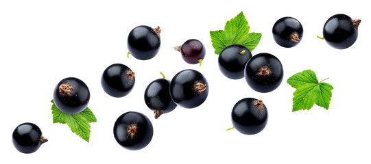 Black currant on white background with clipping path