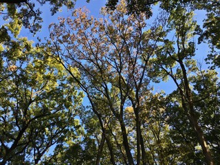 Look up at the park. The autumn sky is refreshing.