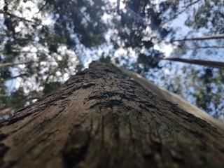 tree on top of mountain