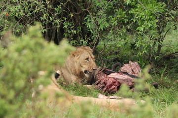 Lion feeding on a carcass.