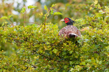 Pheasant Phasianus colchicus male resting after rain on shrub.	