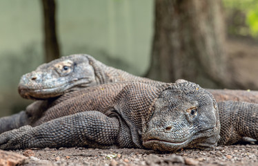 The Komodo dragon. Front view, close up. Scientific name: Varanus komodoensis. Indonesia.
