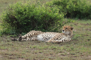 Cheetah resting in the african savannah.