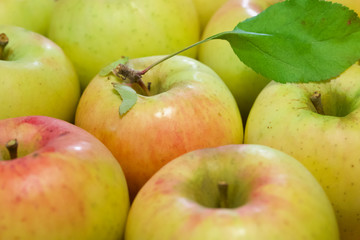 ぐんま名月（りんご）