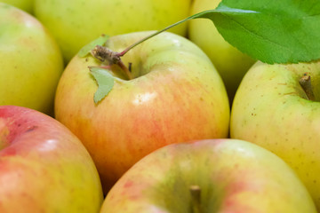 ぐんま名月（りんご）