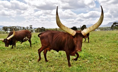 Close up of an Ankole Cow with big horns