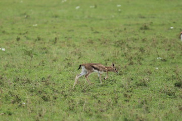 Baby thomson's gazelle.