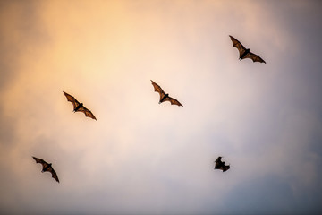A flock of fruit bats in the sunset sky. The small flying fox, island flying fox or variable flying fox (Pteropus hypomelanus), fruit bat . Fox bat flying in the sunset sky.