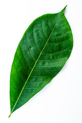 Obraz premium Green leaves isolated on a white background, rubber leaves in Thailand.