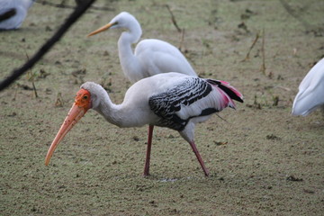 Migratory birds hunt for there food
