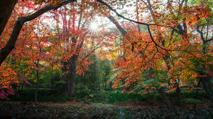 선운사 경내의 가을 풍경