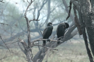 Migratory birds searching for food