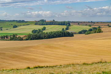 Fototapeta na wymiar rural landscape with wheat field and blue sky