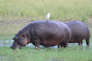 Hippopotame qui broute