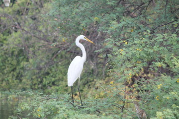 Migratory birds hunt for there food