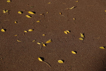 Autumn leaves on the ground