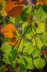 autumn leaves on tree