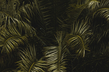 Tropical palm leaves, floral pattern background, real photo , Green leaves of tropical forest plant for nature pattern and background, People grow plants to make fences. color dark flat lay tone