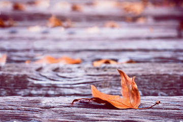 Leaves on the wood in autumn