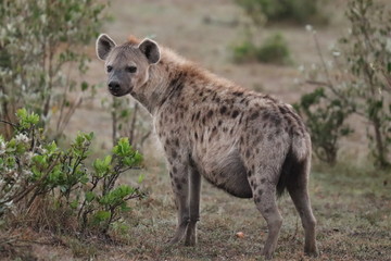 Female spotted hyena.