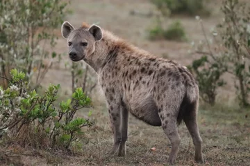 Tuinposter Vrouwelijke gevlekte hyena. © Marie