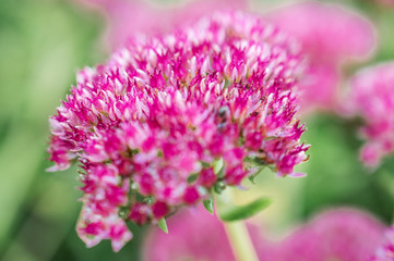 makro blume. Natural background. Flowers background. Beautiful neutral colors