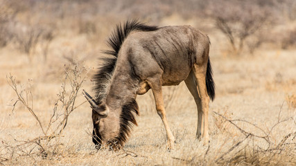 Isolated wildebeest grazing in the savannah, Etosha national park, Namibia