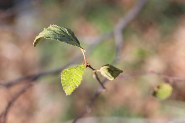 Autumn dry leaves macro photography with blurred background. Bush twigs close up. Green and yellow foliage