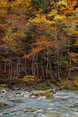 river going through a forest with orange leaf trees in an autumnal landscape in the mountains in vertical