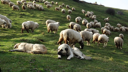 Obraz premium flock of sheep