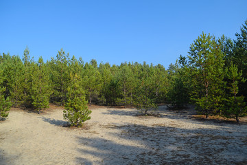 View through the sand to the pine green forest. Many plants.