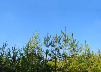 View from below through the green branches of a pine tree to the blue sky.