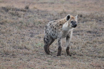 Spotted hyena in the african savannah.