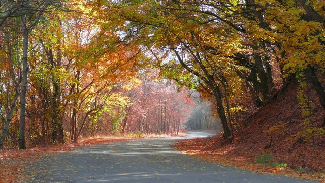 Autumn in forest. 	Winding road through colorful forest in early autumn