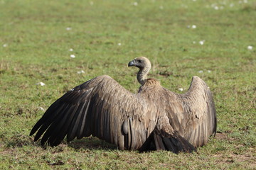 Vulture with wings open.
