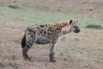 Spotted hyena in the african savannah.