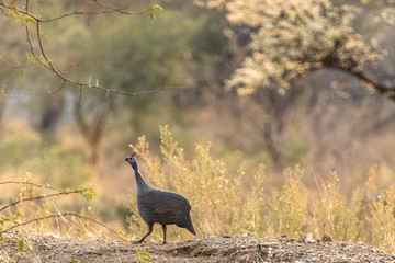 Helmeted Guineafowl near Windhoek, Namibia