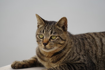 Obraz premium リラックスした猫ちゃん